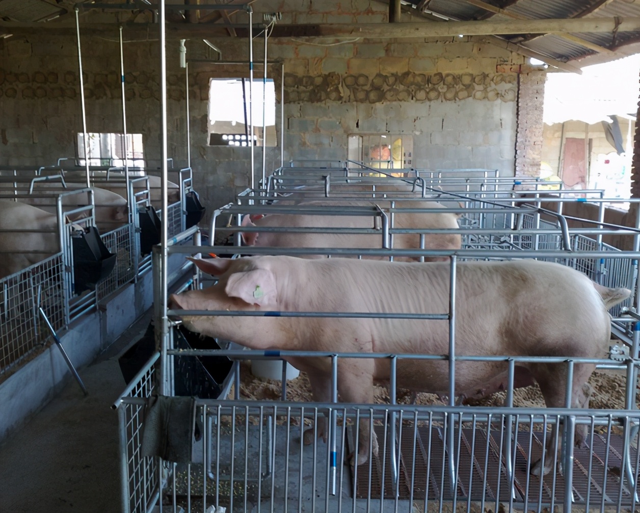 小养猪技术教程大全,怎么养猪省钱长得又快