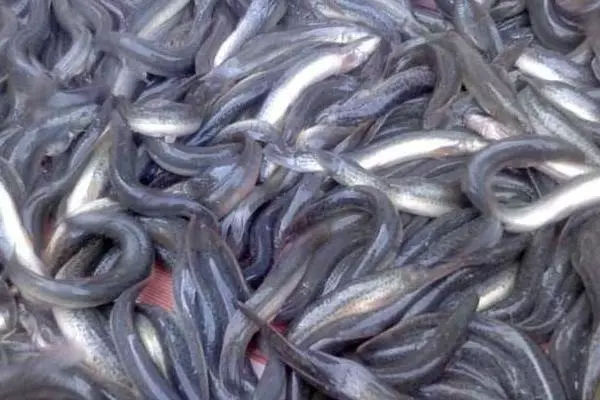 陕西稻田养殖泥鳅成本利润,华农园泥鳅养殖技术达人