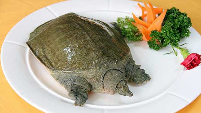 甲鱼怎么宰杀怎么炖,宰杀甲鱼的正确方法怎么煮