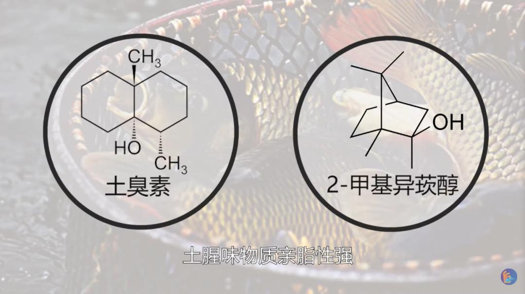 江鱼有土腥味怎么去除,淡水鱼怎么去腥味最好