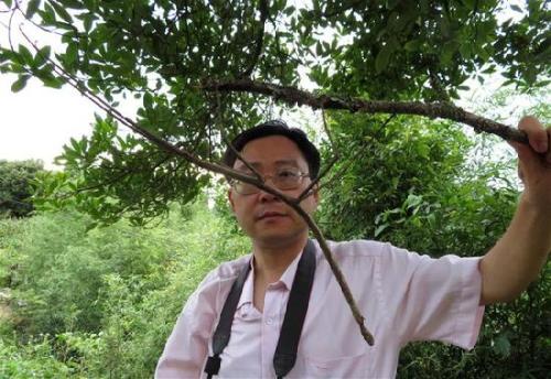 昆虫庞大吗,各种昆虫中最大的个体