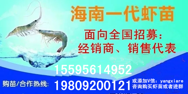 南美白虾和罗非鱼怎么混养,南美白对虾与罗非鱼混养技术