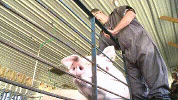 为什么中国每年从美国大量进口肉,为什么中国进口俄罗斯大增