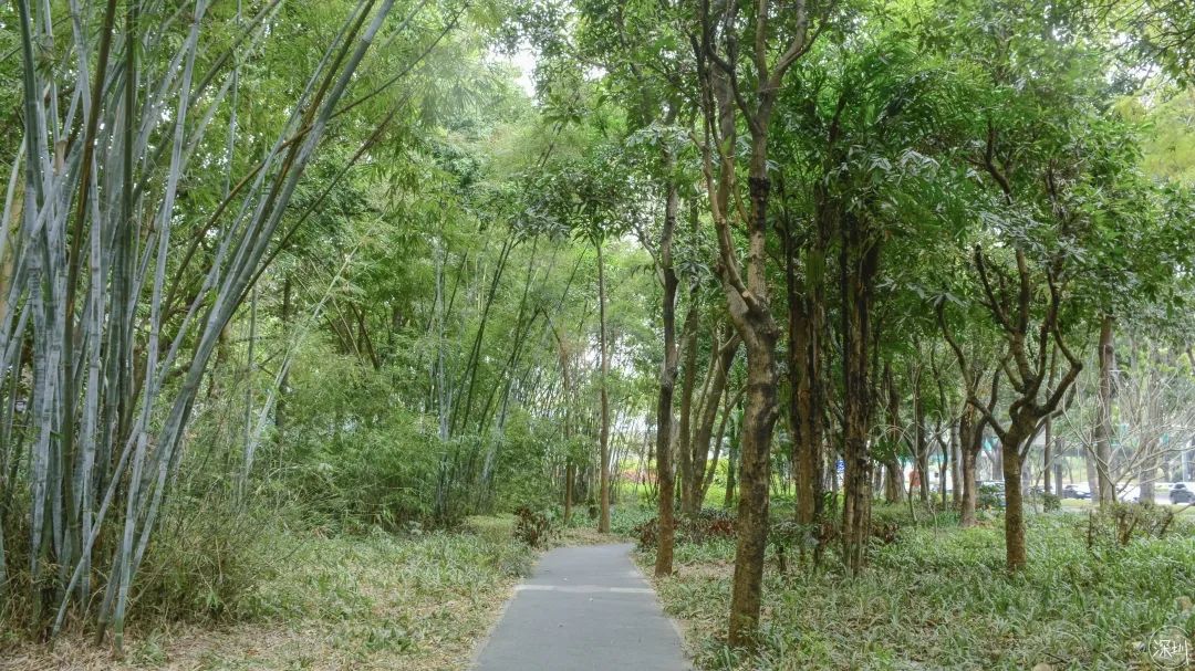 香蜜湖约会,香蜜湖真的要再见了吗