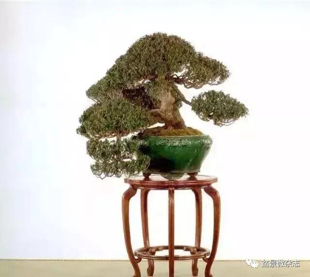 日本黄金光叶榉盆景 (日本风神盆景图片)