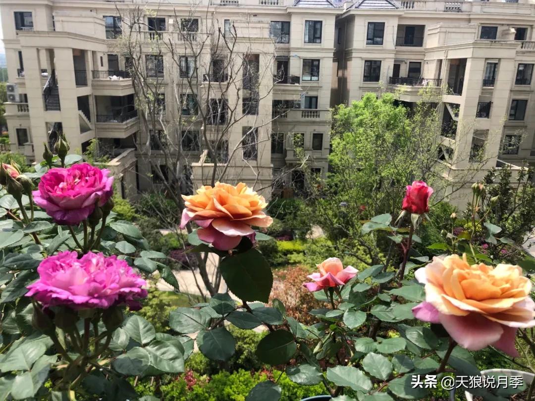 月季春季第一波花要不要剪,月季春季第一波花开后嫁接