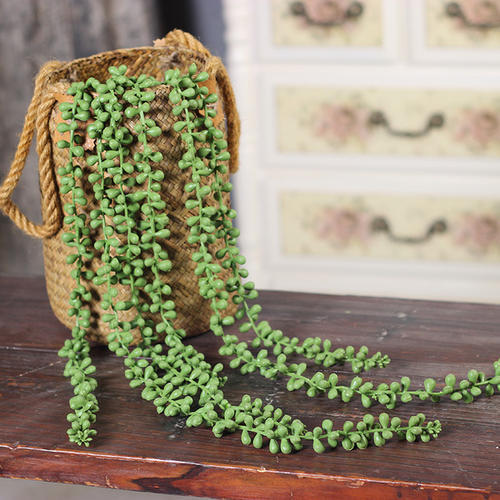 珍珠吊兰叶养殖方法和注意事项,珍珠吊兰冬天用好看的佛珠浇水吗