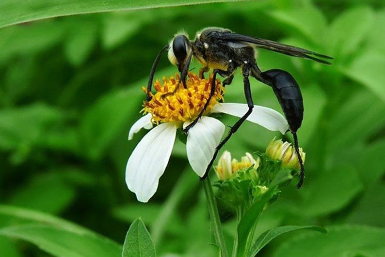 是雌雄一体的动物,既是雌性又是雄性