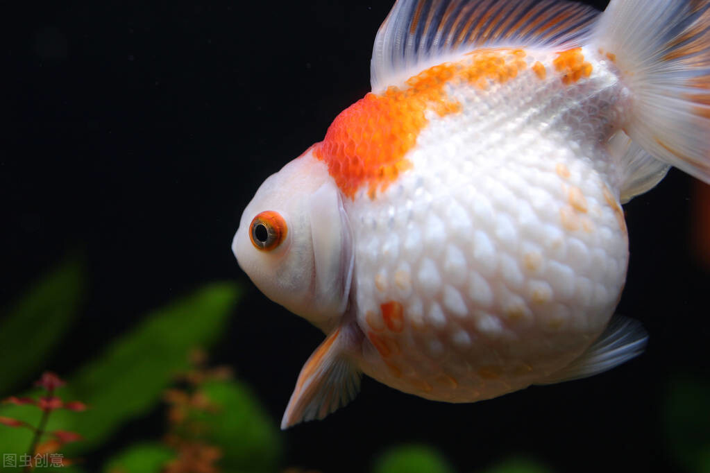 宠物刺猬12种最适合懒人养的宠物,可以繁殖适合懒人养的宠物