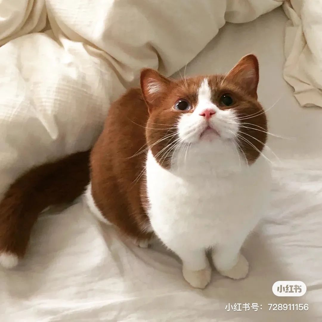 金发碧眼双眼皮！这猫我说一句“橘中最美”不过份吧？