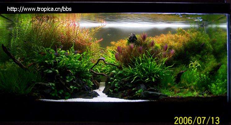 迷你细叶铁皇冠水草,常见水草除磷