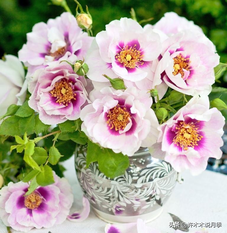 月季根瘤预防,月季根瘤传染别的植物吗