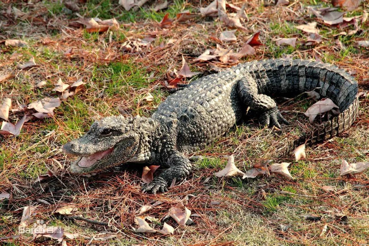 海洋霸主亚马逊真的存在吗,鼍科之王