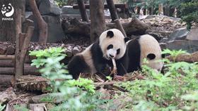 成都必去景点线路攻略推荐,成都旅游地铁附近旅游攻略