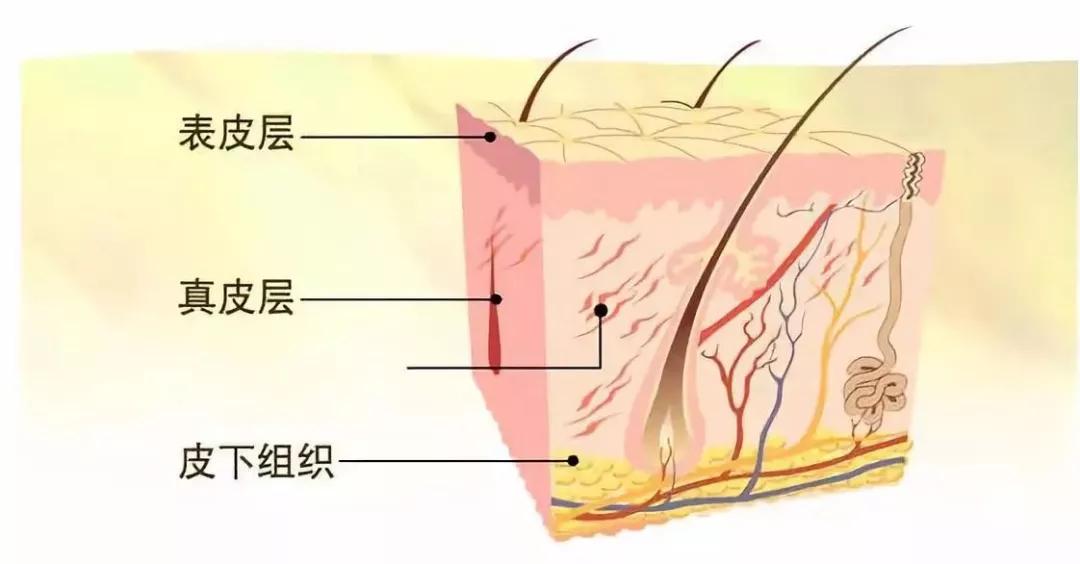 药学博士介绍化妆品,药学博士保湿护肤品