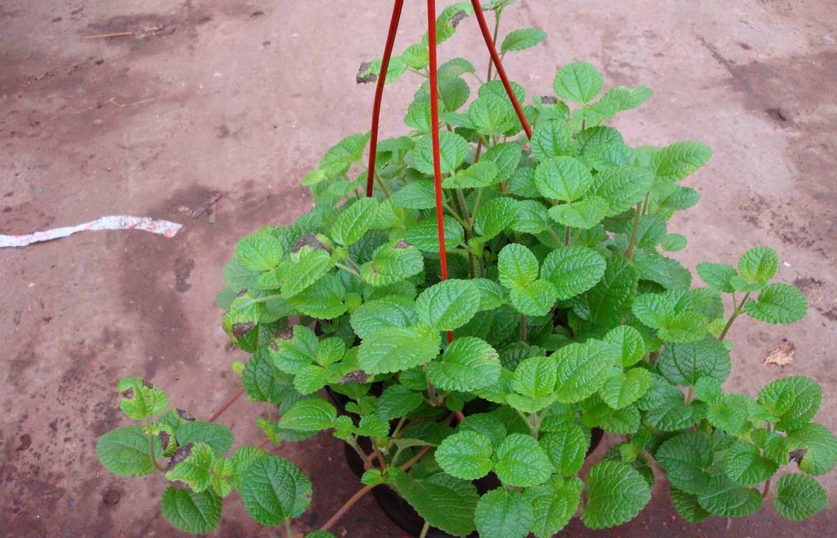 室内最理想绿植“吸毒草”的养殖方法以及注意事项