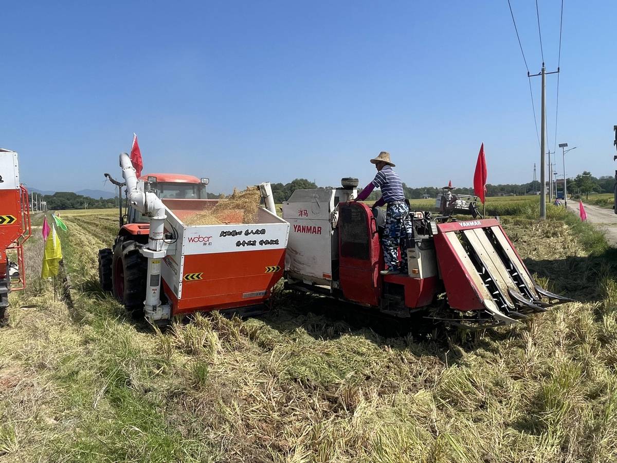 水稻丰收喜洋洋,水稻收获喜丰收