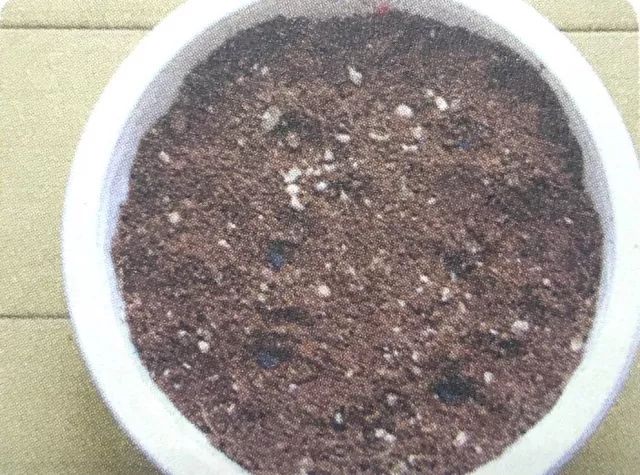 喇叭花的生活习性和怎样开花的,观察一朵花是怎样开花的