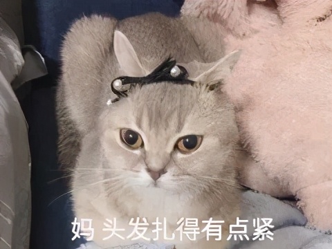 体毛能移植到眉毛么,体毛可以移植头发么