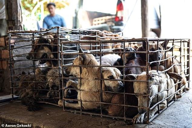 柬埔寨狗,柬埔寨狗场