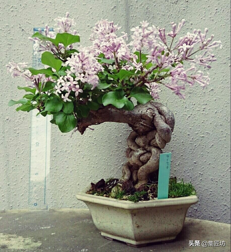 紫丁香的盆景造型与养护,白丁香盆景如何让它开花