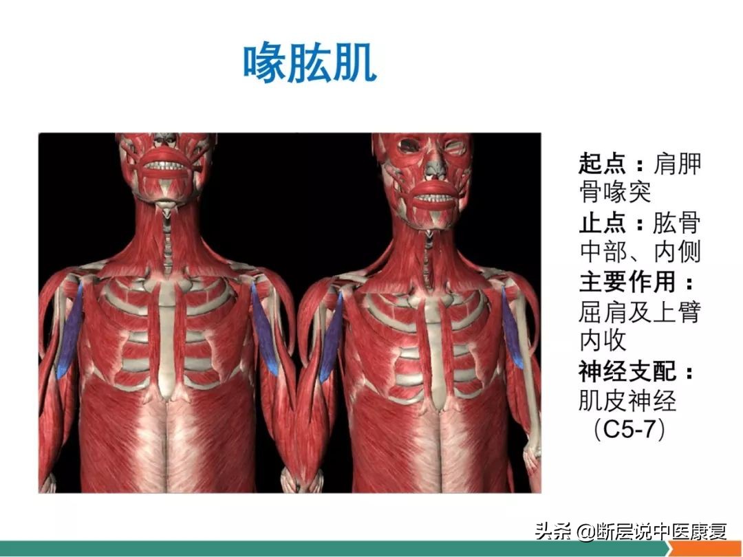 肩部肌肉解剖图详细图,肩部的16块肌肉分布图