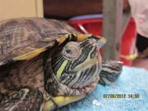 乌龟常见疾病与防治方法,乌龟常见疾病