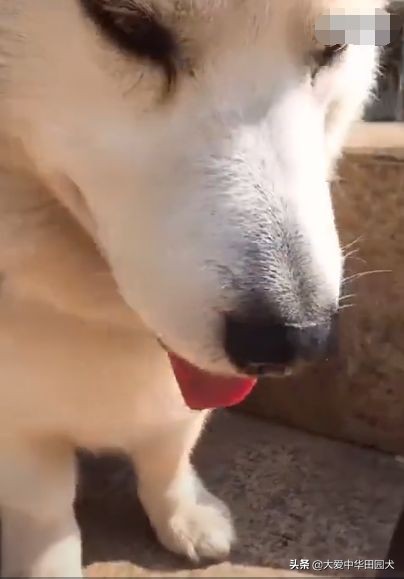 1500块钱买一只哈士奇,网购哈士奇5元一只