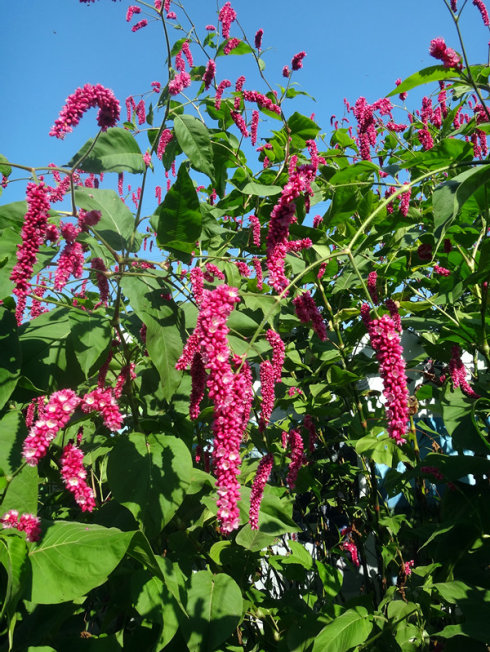 金鱼缸适合养什么水草图片,金鱼缸里养什么样的水草好