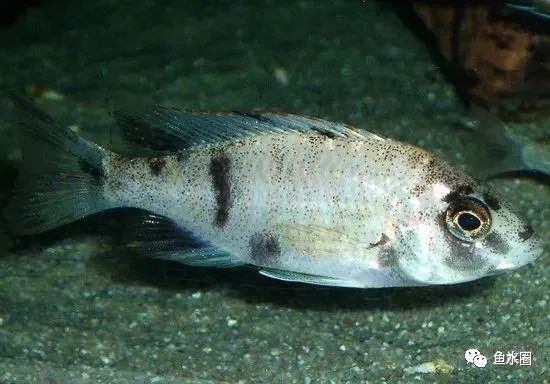 三湖慈鲷马鲷孔雀珍珠系能长多大,三湖慈鲷之孔雀