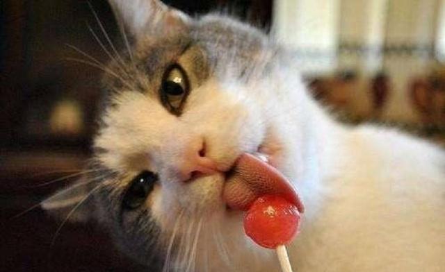 冷知识科学分析猫为什么不害怕蛇,猫能吃出甜的吗