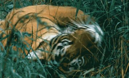 老虎面膜的功效与作用,老虎舒缓面膜的功效