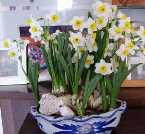 水仙花怎么养得又矮又壮开花快,不会养栀子花教你6个方法