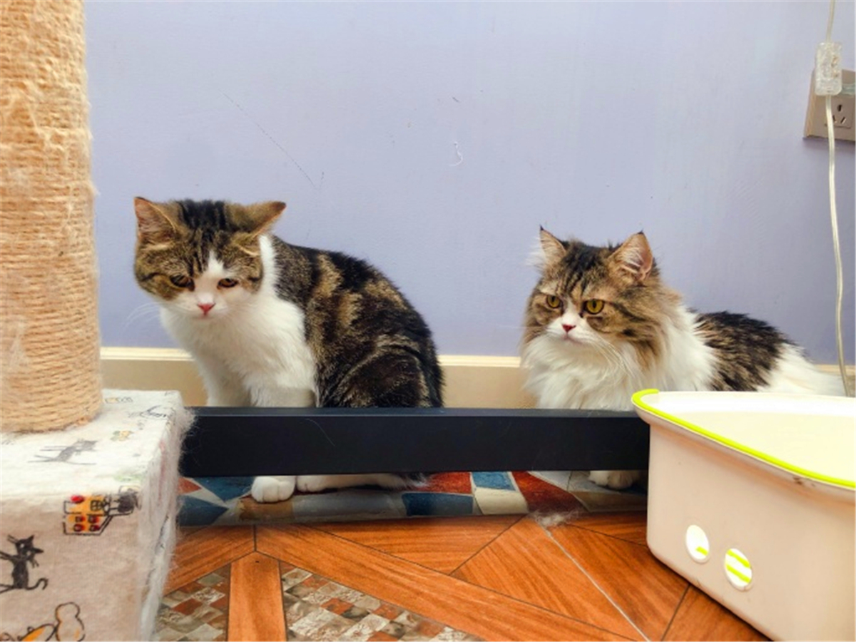 田园猫常见的8个品种,田园猫最厉害的是什么猫