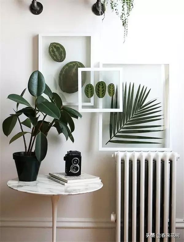 植物标本如何做简单又好看,植物能做什么手工