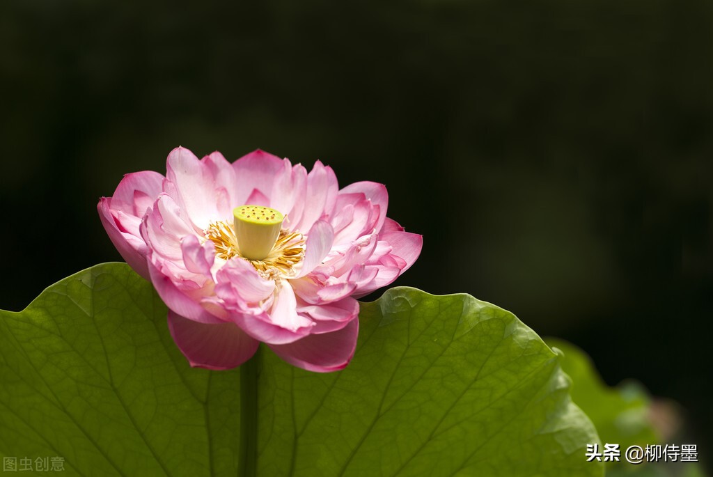 荷花怎么拍出高级感的照片航拍,荷花怎么拍出高级感的照片