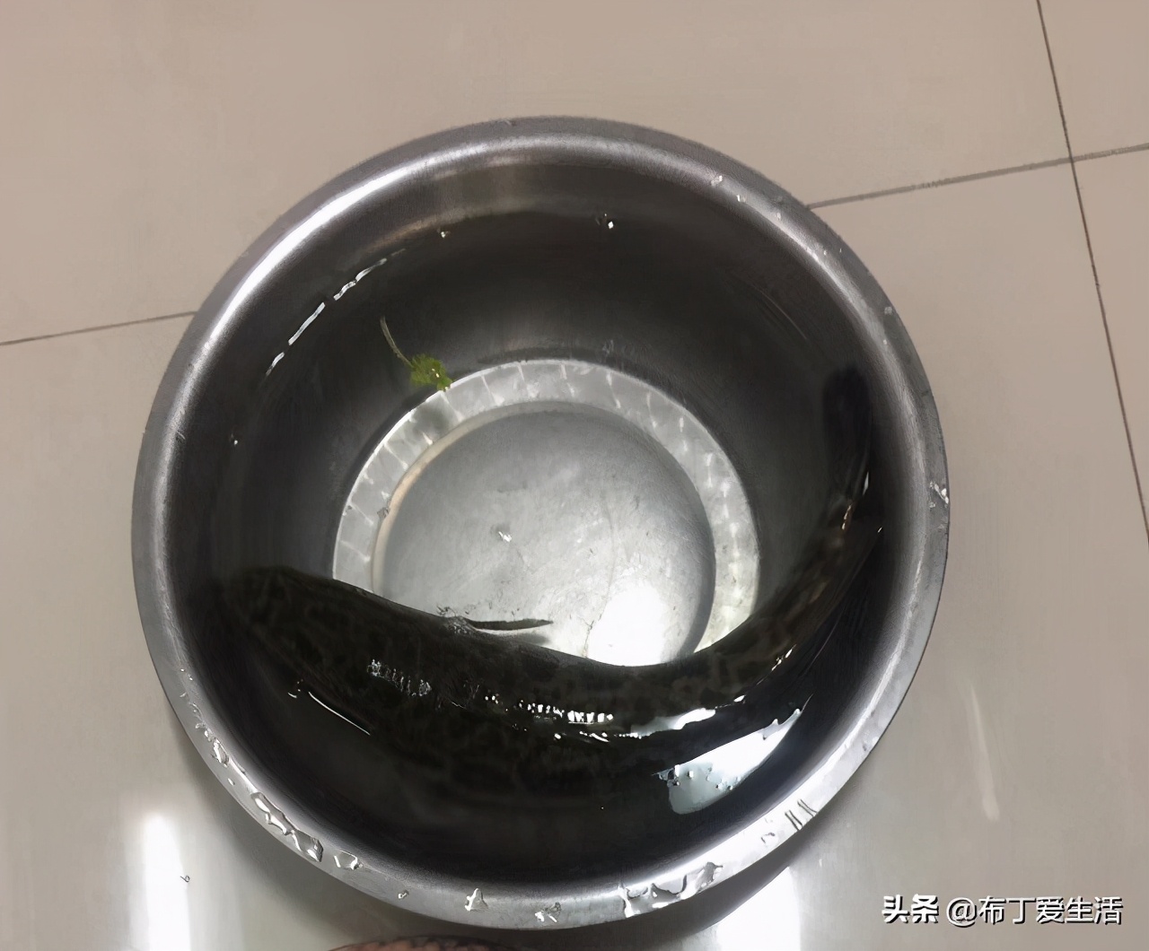 黑鱼如何切片教程,黑鱼怎样切片视频教程