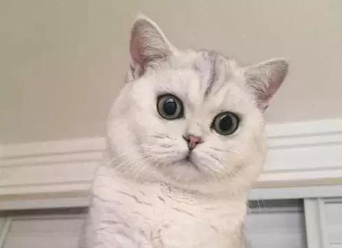 如何帮助猫咪正确发腮？89%的铲屎官不知道的养猫知识