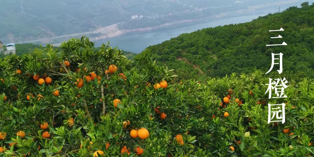 秭归夏橙和伦晚橙的区别,秭归伦晚帝王橙