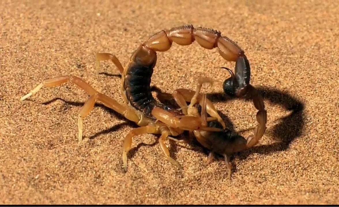 背了很久噬母的锅，蝎子可不是这么不近“人情”的生物