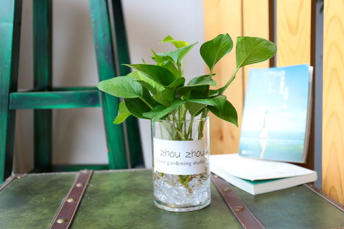 水培植物长青苔怎么办,怎么快速去青苔和黄苔小窍门