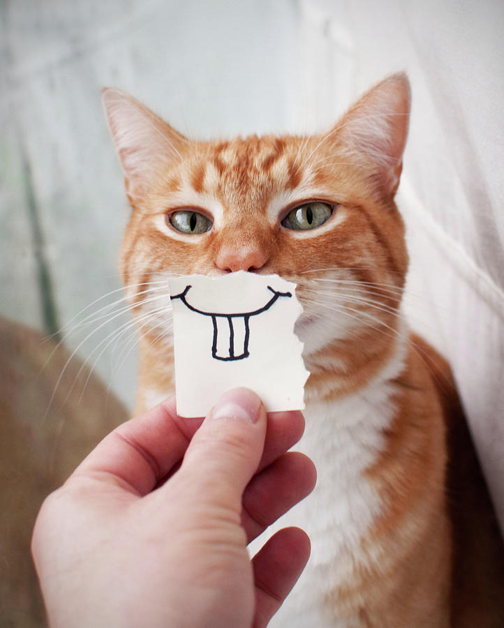 成猫粮推荐排行榜,十大良心猫粮品牌排行榜