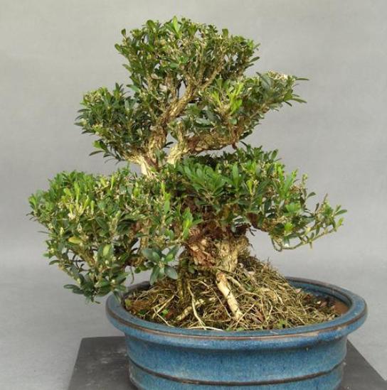 黄杨树黄叶如何处理视频教程,黄杨黄叶怎么补救