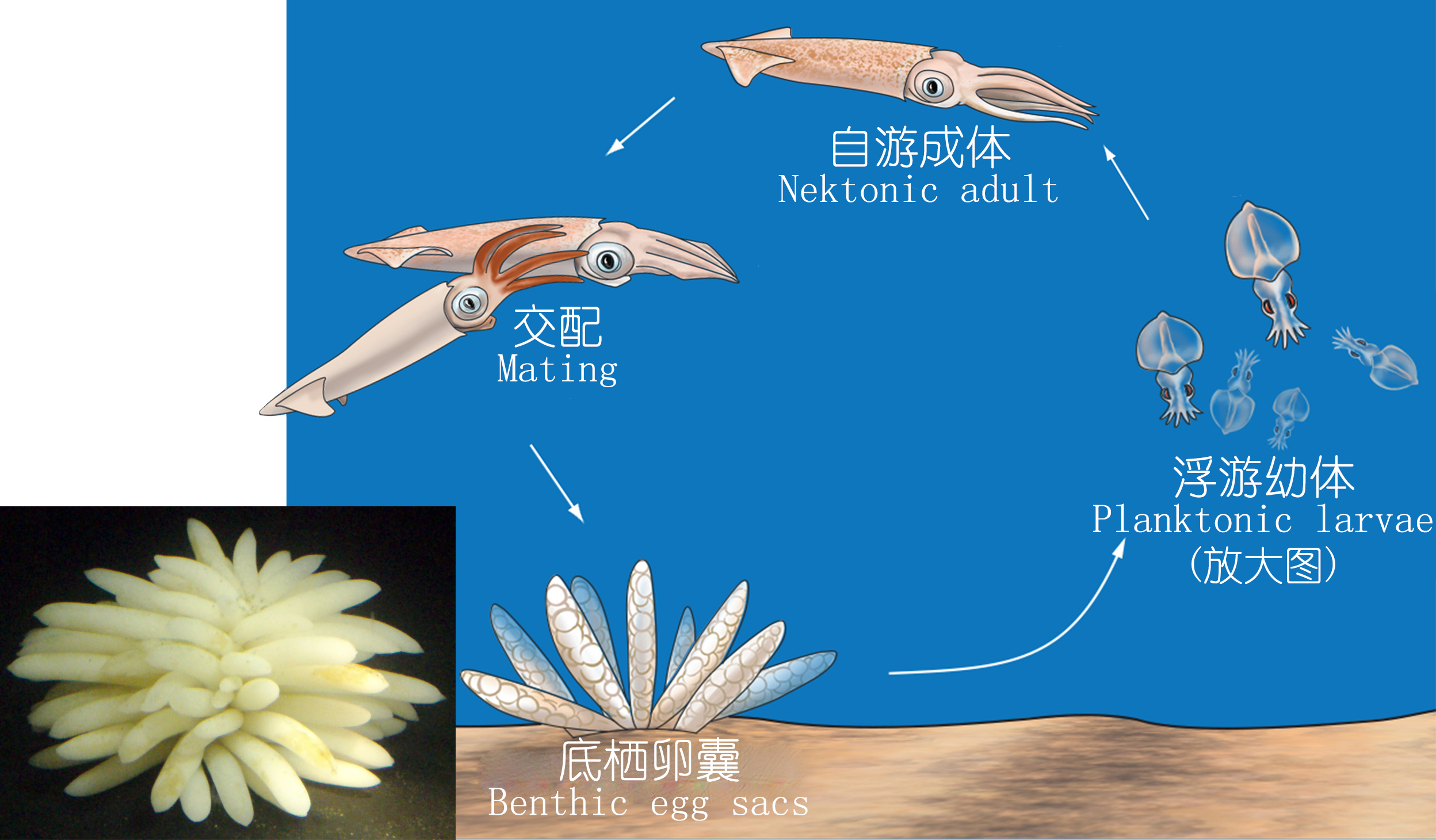 海鲜认知大全,海鲜认知大全虾