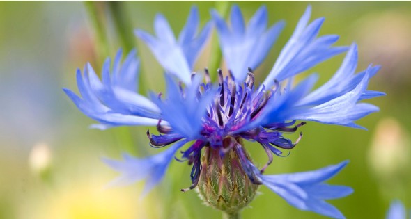 日本的国花是菊花还是樱花,日本国花到底是樱花还是菊花