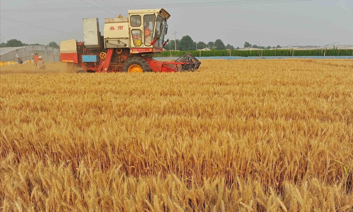 俄罗斯小麦和中国小麦哪个好,中国小麦和欧洲小麦区别