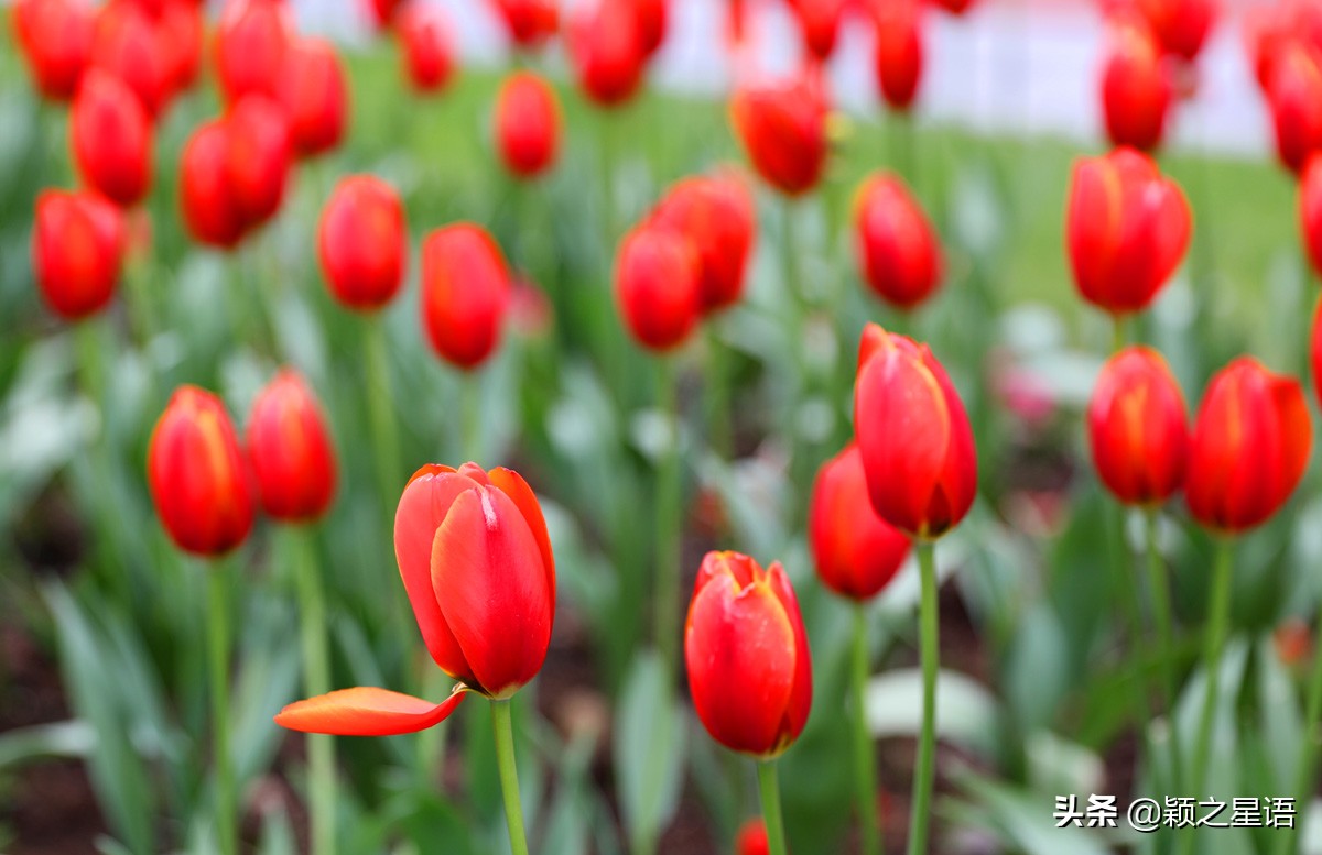 郁金香鲜花香味,郁金香鲜花诗情画意