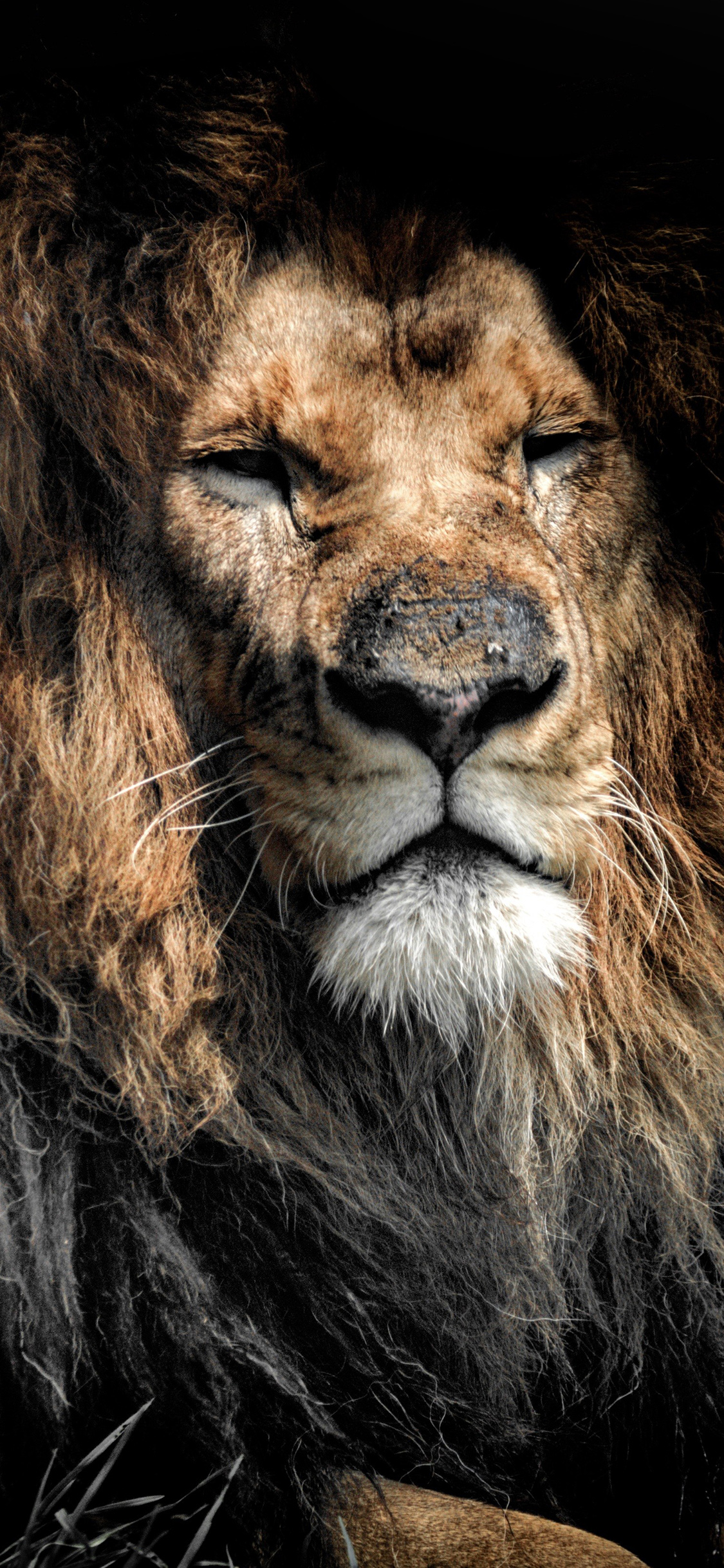 超级手机壁纸,超凶狮子壁纸