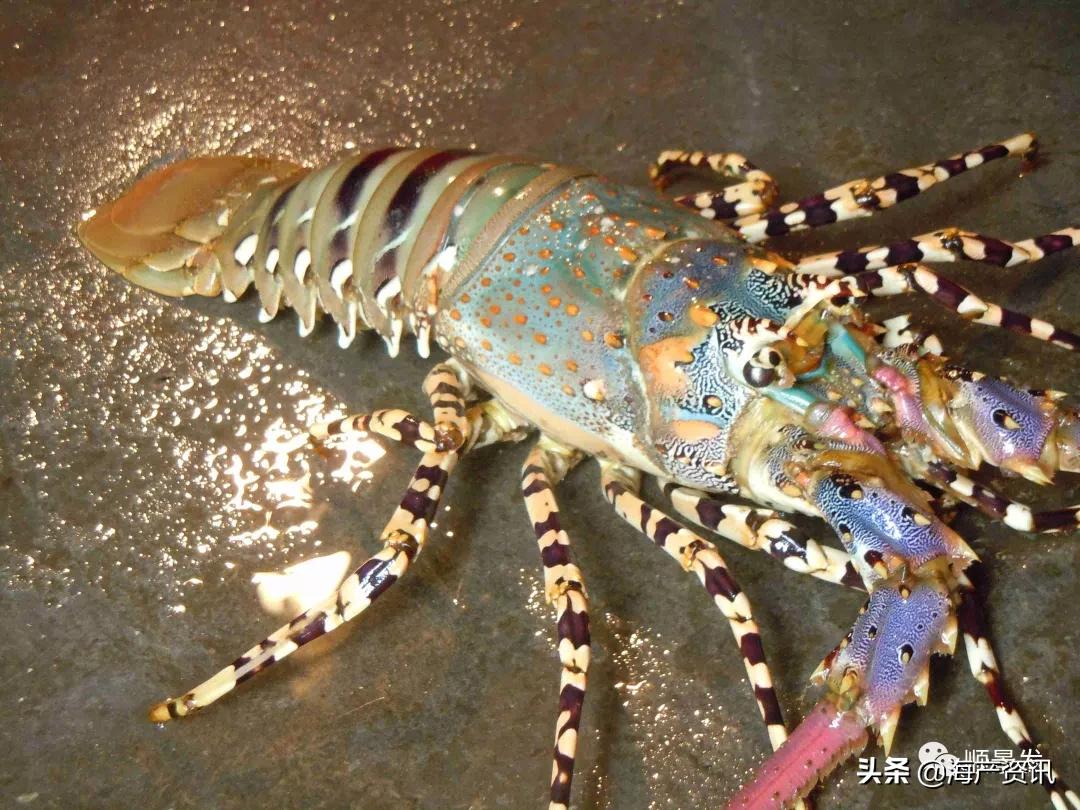 各国海鲜大盘点,今年过年最值得入手的海鲜