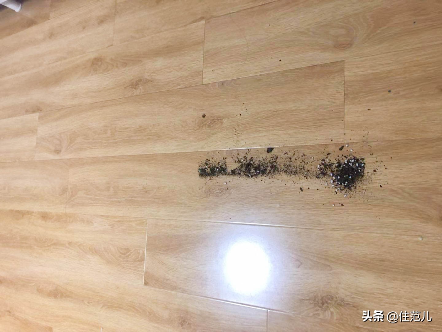 网红爆款戴森吹风机,戴森真的有用吗